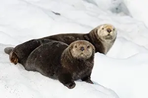 Vertebre: Sea Otters ( Enhydra lutris ) on ice, Valdez, Alaska