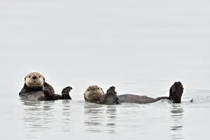 Otters: Sea otters ( Enhydra lutris ) resting on the surface