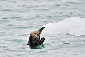 Otters: Sea Otters ( Enhydra lutris ) in water and ice