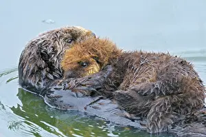 Pelage: Sea Otters - mother with young pup with 'natal pelage'