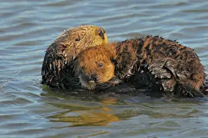 Pelage: Sea Otters - mother with young pup with 'natal pelage'
