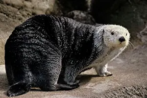 Periods: Sea Otters - spend very little time out of saltwater