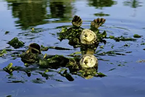 Prevent: Sea Otters - two, resting with kelp wrapped around