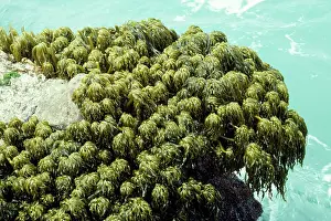 Shock: Sea Palm Seaweed - growing in regions of extreme wave shock