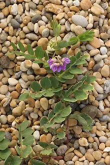 Japonicus: Sea pea - in flower, on shingle