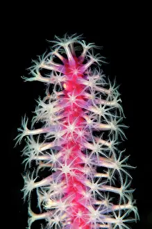 Polyp: Sea Pen