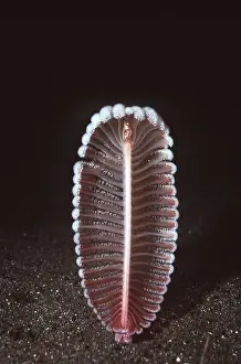 Valerie & Ron Taylor: SEA PEN - BLACK BACKGROUND