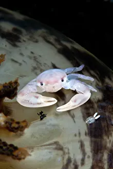 Shellfishes: Sea Pen Crab / Porcelain Crab - with a Copepod