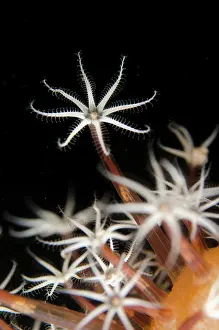 Straits: Sea Pen polyps