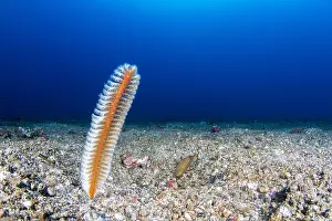 Pennatulacea: Sea pen (Virgularia sp) on the bottom, Lembeh Strait