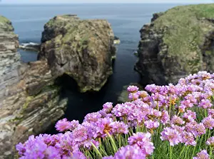 Orkney: Sea Pink (armeria Maritima) flowering, Orkney