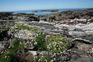 Armeria: Sea Pink Thrift Flowers