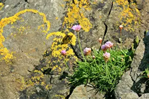 Armeria: Sea Pink Thrift - growing in a cleft of a rock