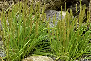 Plantains: Sea plantain