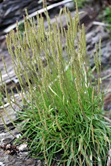 Plantago: Sea Plantain