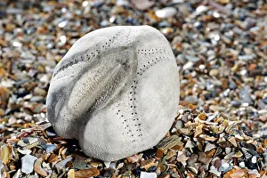 Potato: Sea potato, Heart urchin (Echinocardium cordatum)