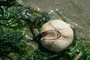 Potatoes: Sea Potatoe - washed up by tide