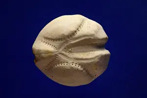 Case: Sea Potato's - empty case