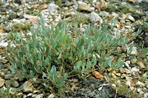 Purslane: Sea Purslane