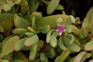 Sesuvium: Sea purslane