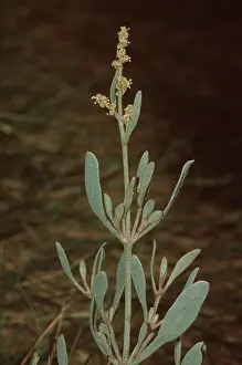 John Mason: SEA PURSLANE - close-up