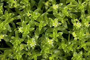 Purslane: Sea purslane in flower