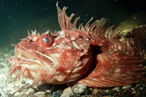 Pat Morris: Sea RAVEN - close up of head