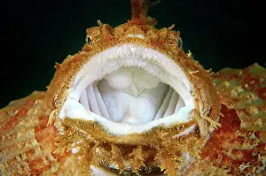 Opened: Sea Raven, Japan Sea, Far East, Primorsky Krai