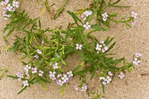 Integrifolia: Sea Rocket