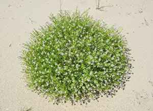 Maritima: Sea Rocket