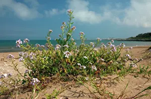 Rocket: Sea Rocket - in flower on beach