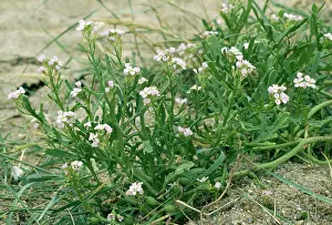 Rocket: Sea Rocket - sand dunes