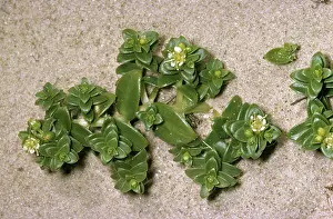 Segment: SEA SANDWORT - on sand