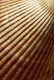 Molluscan: Sea shell, Stanley Park, British Columbia