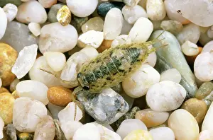 Oceanica: SEA SLATER - ON PEBBLES