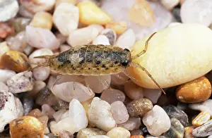 Oceanica: Sea Slater - seashore