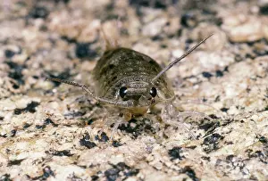 Oceanica: Sea Slater - segmented antennae