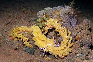 Snails: Two sea snails, Blue Dragon Nudibranch ( Pteraeolidia
