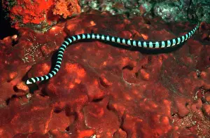 Krait: Sea Snake - Banded SEA KRAIT