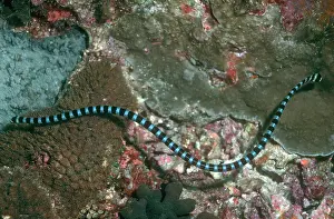 Krait: Sea Snake - Banded SEA KRAIT
