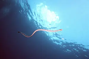 Lipped: SEA SNAKE - Banded / Yellow-lipped Sea Krait