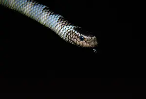 Krait: Sea Snake / Black-banded Sea Krait - venomous