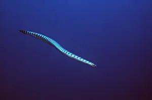 Krait: SEA SNAKE / Black-banded Sea Krait - VENOMOUS