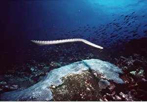 Reefs: SEA SNAKE - / Black-banded Sea Krait (VENOMOUS)