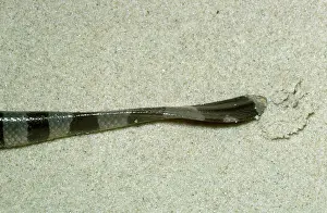 Flattened: Sea Snake - showing flattened tail
