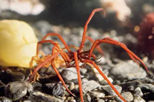 Edwin Mickleburgh: SEA SPIDER