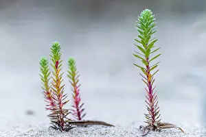 Spurge: Sea Spurge (Euphorbia paralias) plant, Belgium