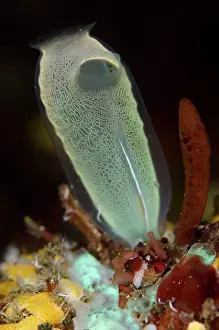 Squirt: Sea Squirt