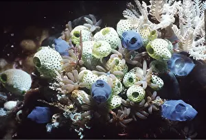 Squirt: SEA SQUIRT - ASCIDIANS CORALS