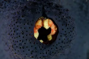 Porifera: Sea Squirt covered with sponge (Porifera Phylum)